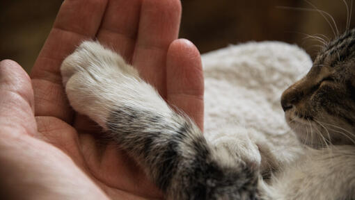 Moving house with a cat butter on paws best sale